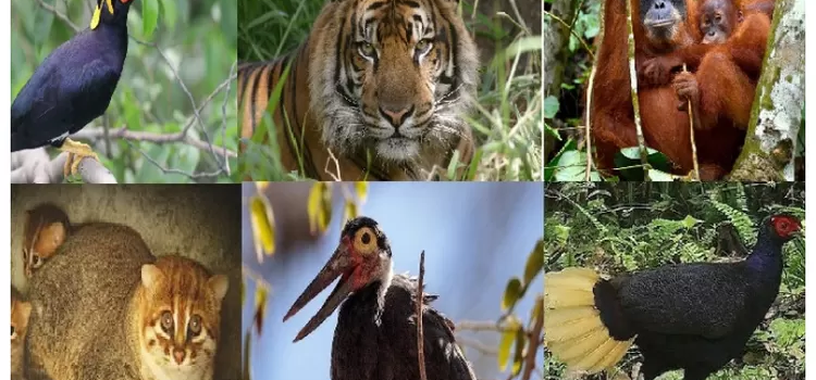 Raja Hutan Petualangan Menakjubkan Alam Liar Indonesia Raja Hutan Petualangan Menakjubkan Alam Liar Indonesia
